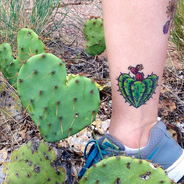 Cactos em meio à cactos, uma planta resistente à qualquer ambiente